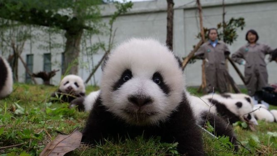 Cartas desde Europa: Pandas