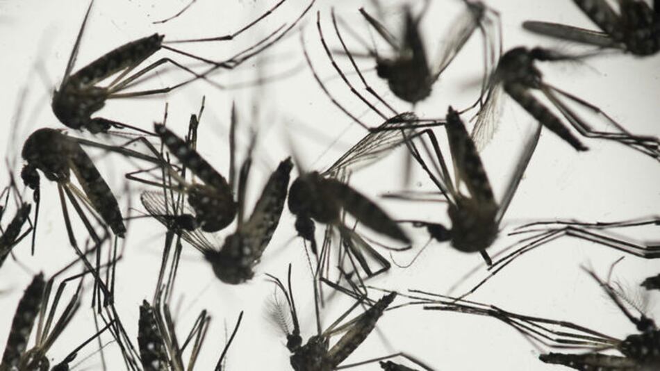 La OMS declara el zika una emergencia internacional