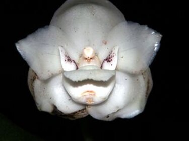 Lanzan proyecto para salvar a la flor nacional