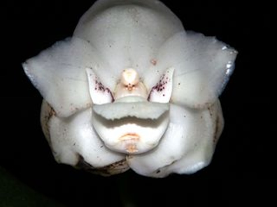 Lanzan proyecto para salvar a la flor nacional