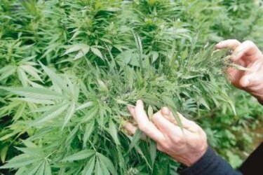 Suprema Corte de México elimina la prohibición al uso de marihuana