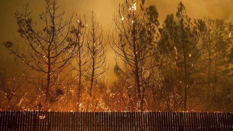 Científicos: Trump se equivoca al dar las razones de los incendios en California