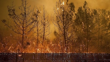 Científicos: Trump se equivoca al dar las razones de los incendios en California