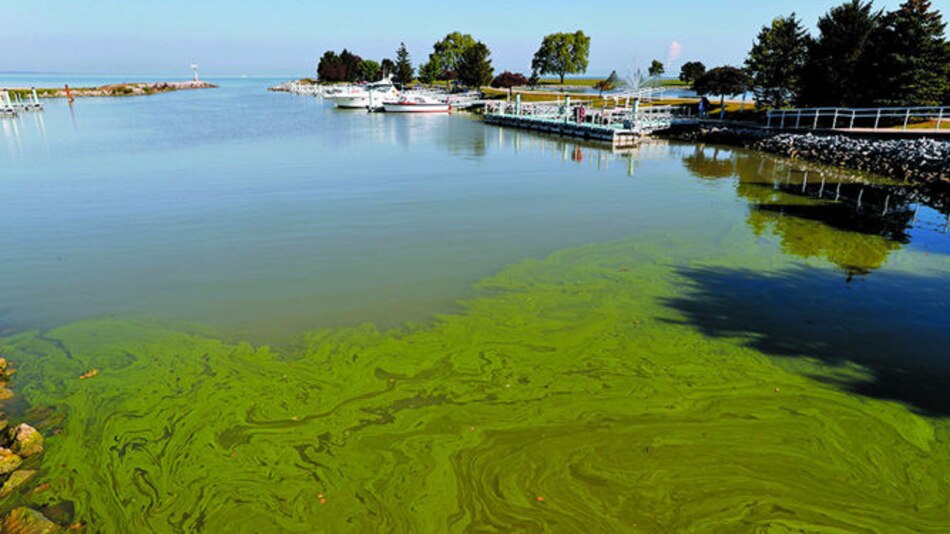 Peligrosas algas invaden vías acuáticas de EU