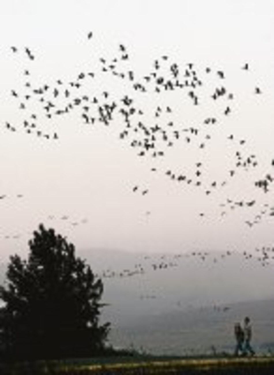 La migración de las rapaces