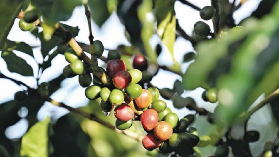 Disminuye el precio del café arábiga en Nueva York