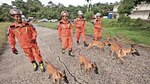 Panamá se baña de oro en torneo gimnástico