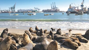 Lobos marinos, un dolor de cabeza para los pescadores chilenos