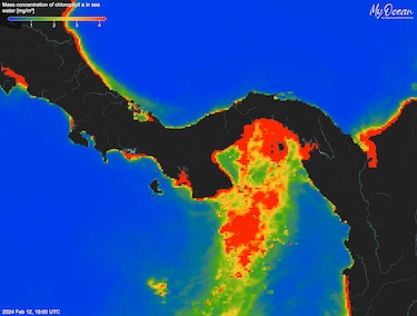 Golfo de Panamá no registra afloramiento marino por primera vez en 40 años, según el STRI
