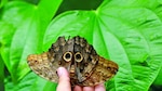 Santuarios de mariposas