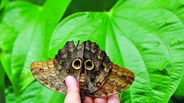 Santuarios de mariposas