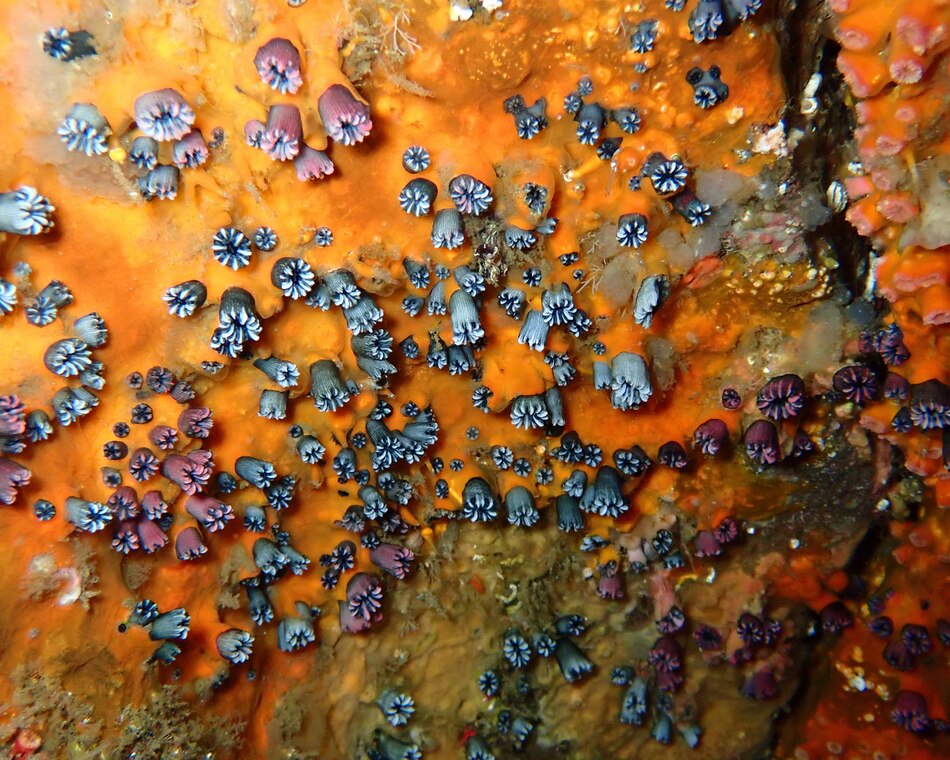 Redescubren a un coral solitario y endémico de las Islas Galápagos que se creía extinto