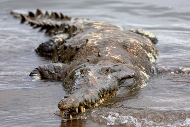 Uno de cada cinco reptiles está amenazado de extinción, según estudio