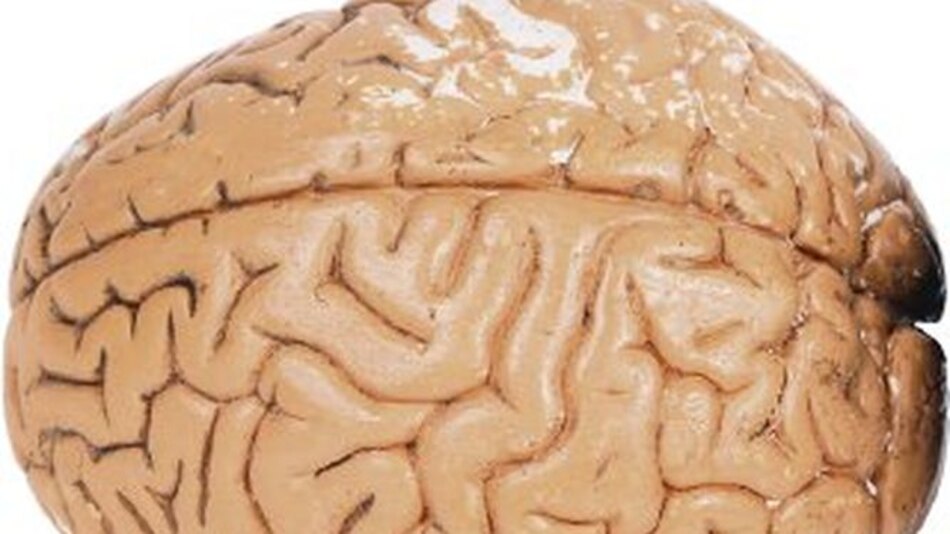 Un cerebro cada vez más chico