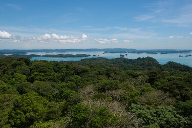 100 años de investigación en Barro Colorado: un legado para la ciencia tropical