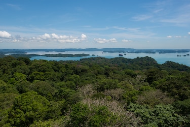 100 años de investigación en Barro Colorado: un legado para la ciencia tropical