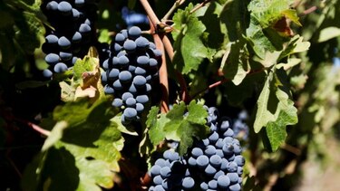 Aumenta producción de vino