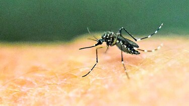 Vacuna contra Zika arroja buenos resultados