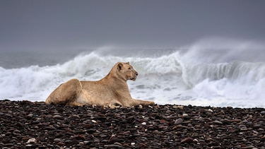 Las inéditas imágenes que muestran a los leones que abandonan el desierto para cazar en la playa