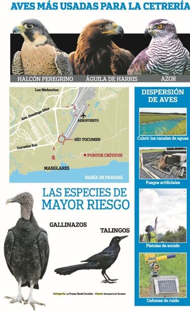 Aeropuerto de Tocumen utilizará halcones para espantar gallinazos
