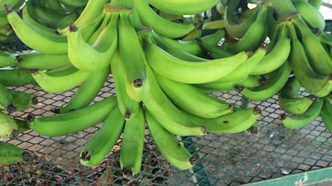 El plátano encabeza lista de productos agrícolas que más contrabandean en Chiriquí