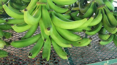 El plátano encabeza lista de productos agrícolas que más contrabandean en Chiriquí