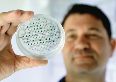 Investigadores en Israel producen electricidad a partir de plantas
