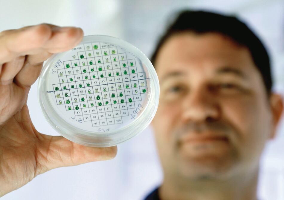 Investigadores en Israel producen electricidad a partir de plantas