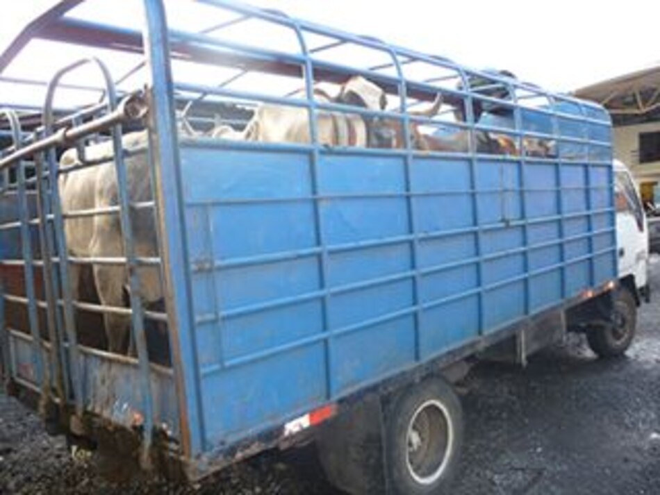 Detectan ganado de contrabando en Paso Canoa