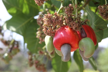 De la crisis a la esperanza: el rescate del marañón panameño en el Arco Seco