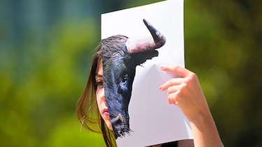 Isla Baleares protege a toros