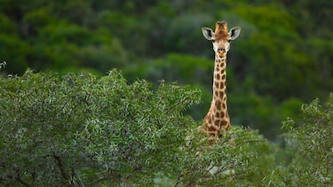 Cuáles son los animales más rápidos y dónde quedarían los humanos en una carrera con ellos