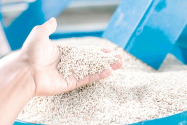 Gobierno garantiza compra de producción arrocera y pago de compensaciones a productores