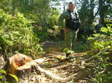 Denuncian robo de madera en finca ganadera de Macaracas