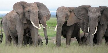 El Congo encarcela a un hombre acusado de ejecutar a 500 elefantes