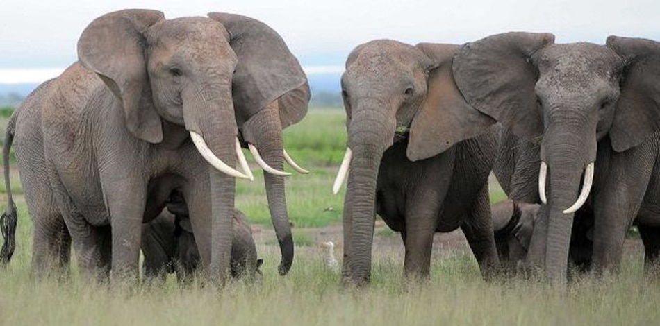 Zoológico de Praga fabricará papel de estiércol de elefante