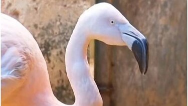 Flamenco en zoológico de Brasil recibe una pata artificial