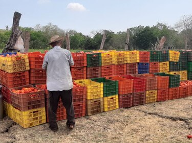Unas 3 mil hectáreas de sembradíos de maíz y arroz, afectadas por cambio climático