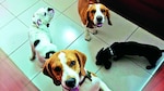 Huésped de cuatro patas