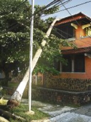 Se caen palmas de Bella Vista
