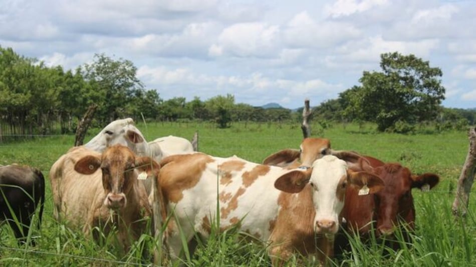 Ganaderos solicitan que se revise el permiso de importación de carne de Estados Unidos