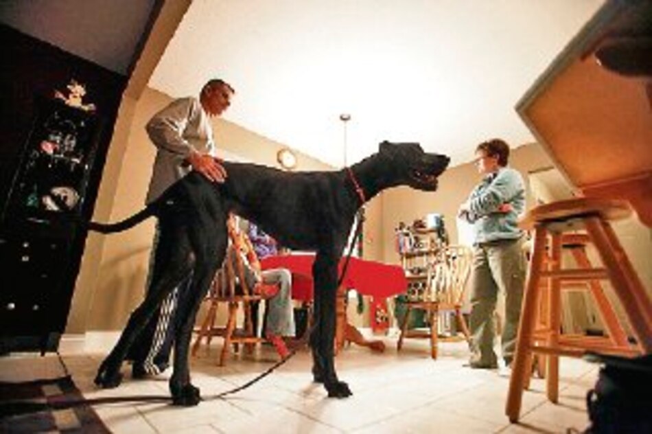 Murió ´Zeus´, el perro más alto del mundo