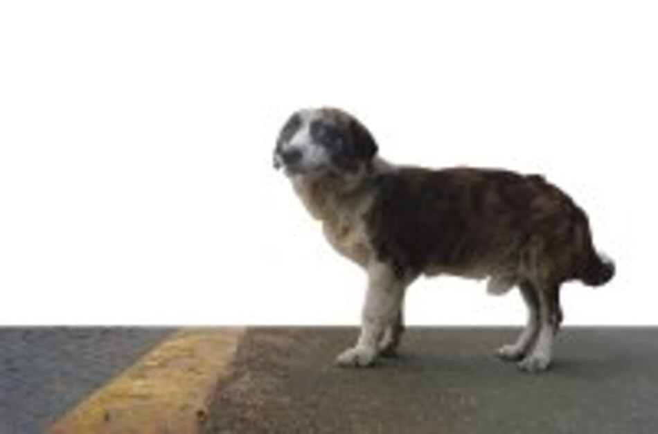 Amigos en el abandono