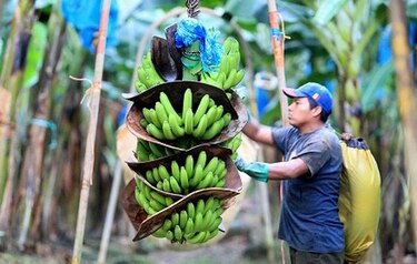 Ejecutivo sanciona ley que crea régimen especial para trabajadores bananeros