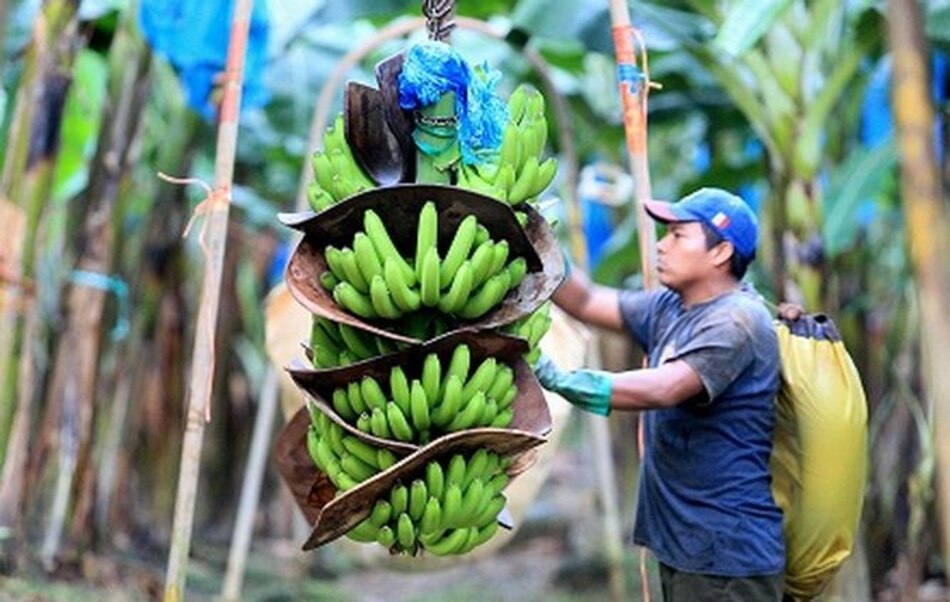 Ejecutivo sanciona ley que crea régimen especial para trabajadores bananeros