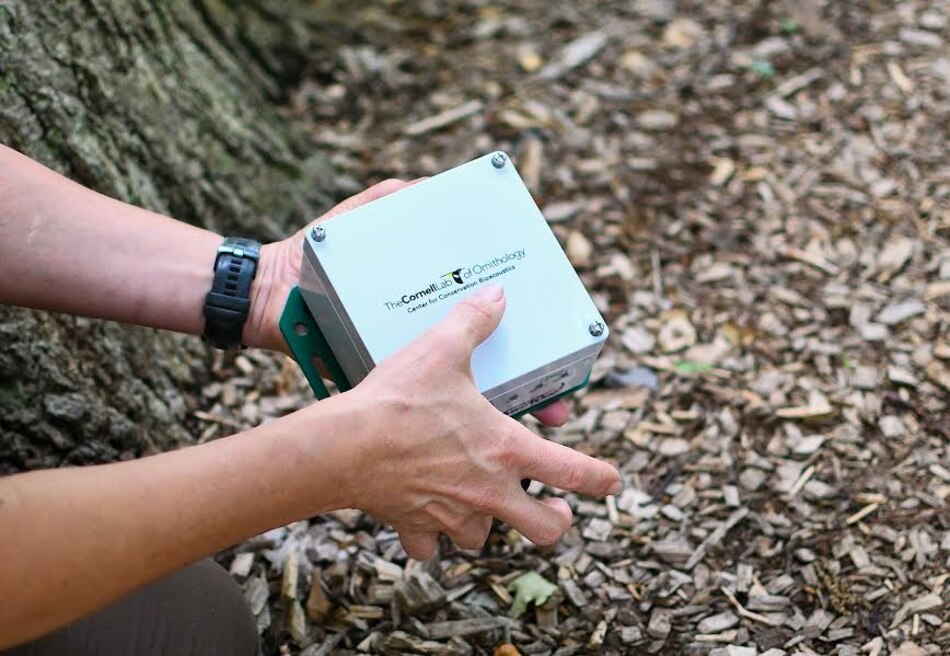 Cómo los cantos de los saltamontes amplían los conocimientos de los investigadores sobre los insectos tropicales