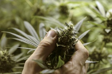 Descubren que una hormona natural bloquea efecto de la marihuana en el cerebro