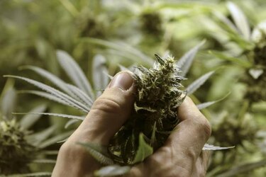 Descubren que una hormona natural bloquea efecto de la marihuana en el cerebro
