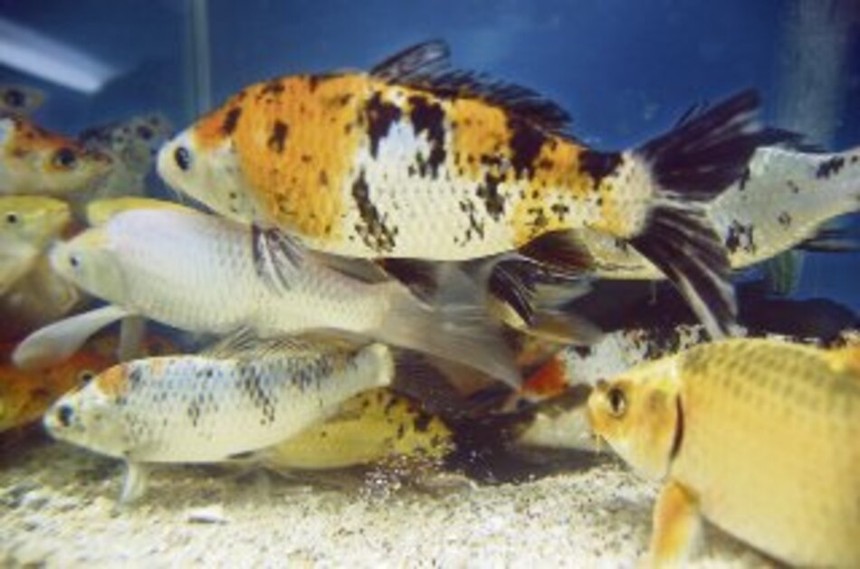 Producción de peces se mueve con la corriente