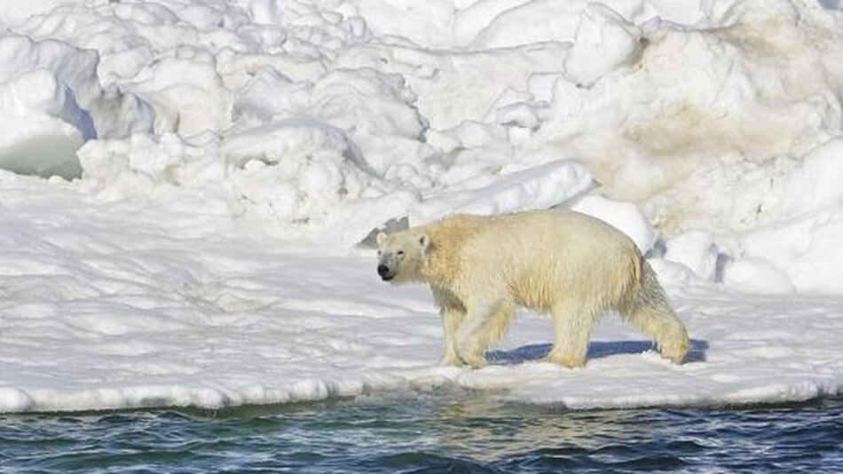 Destino de osos polares depende de frenar cambio climático
